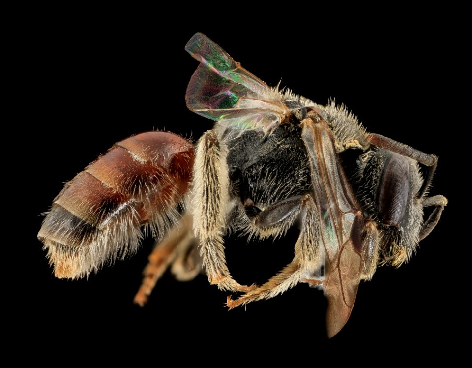 Lasioglossum sopinci, F, red form, NC, Moore co 2013-09-20-17.38.31 ZS PMax