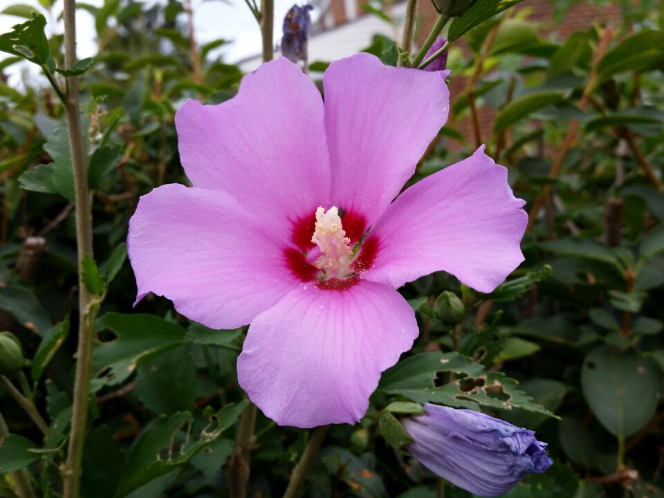 Pink flowers nature floral