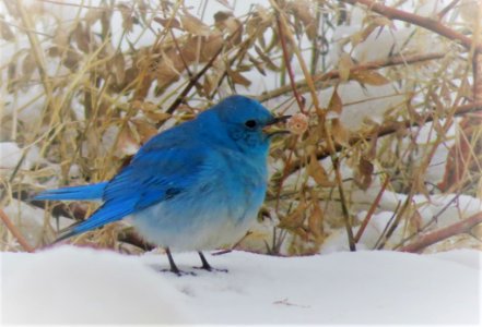Mountain Bluebird and Berry