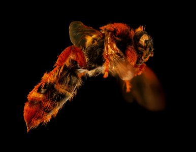 Cool Wasp, right, u, Sierra De Baoruco, Dominican Republic 2019-10-21-16.26.22 ZS PMax UDR