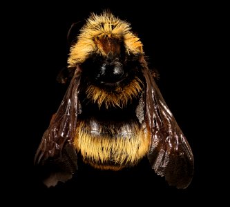 Bombus crotchii, f, back, Yolo Co, CA 2019-03-21-18.56.07 ZS PMax UDR-Recovered-Recovered