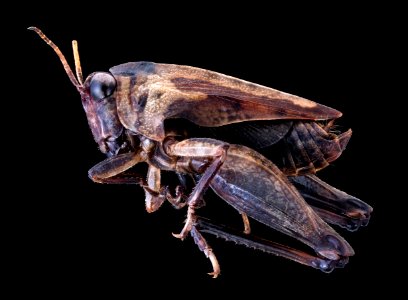 Hopper Brown, left 091720 2020-09-17-14.46.30 ZS PMax UDR