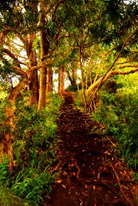 Trek near Road to Hana photo