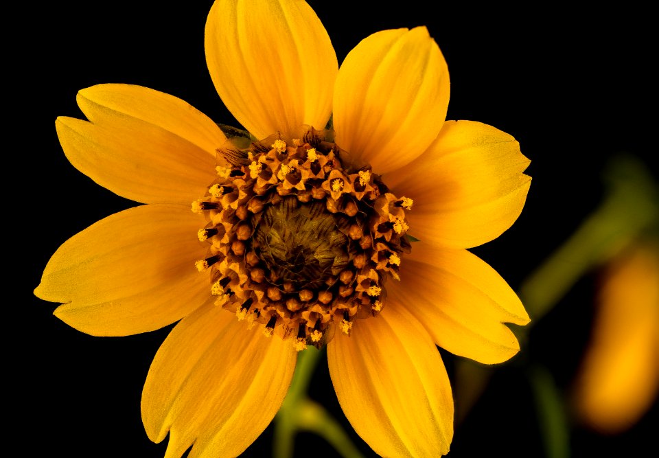 Bidens cernua, Nodding Beggartick, Howard County, Md 2017-09-28-13.45