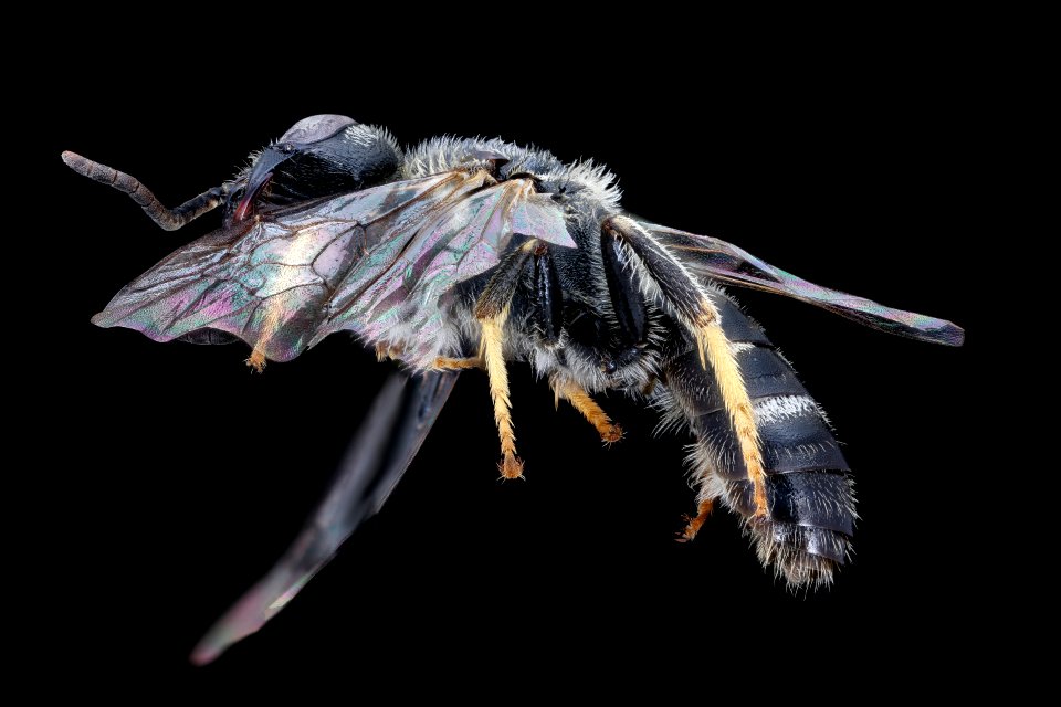 Lasioglossum acuminatum, m, wisconsin, left 50um 2020-08-20-16.26.32 ZS PMax UDR