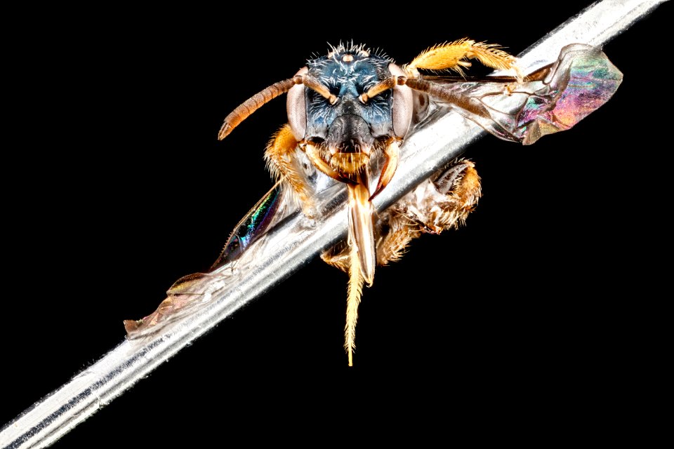 Perdita halictoides, F, face, Florida, St. Johns County 2013-03-05-15.20.19 ZS PMax