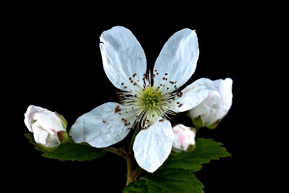 Rubus spp., 2 Howard County, MD, Helen Lowe Metzman 2017-07-25-19.16