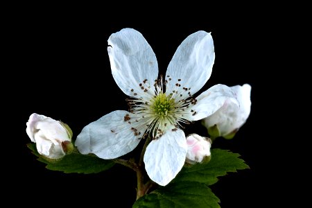 Rubus spp., 2 Howard County, MD, Helen Lowe Metzman 2017-07-25-19.16