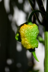 Ripening Carolina reapers