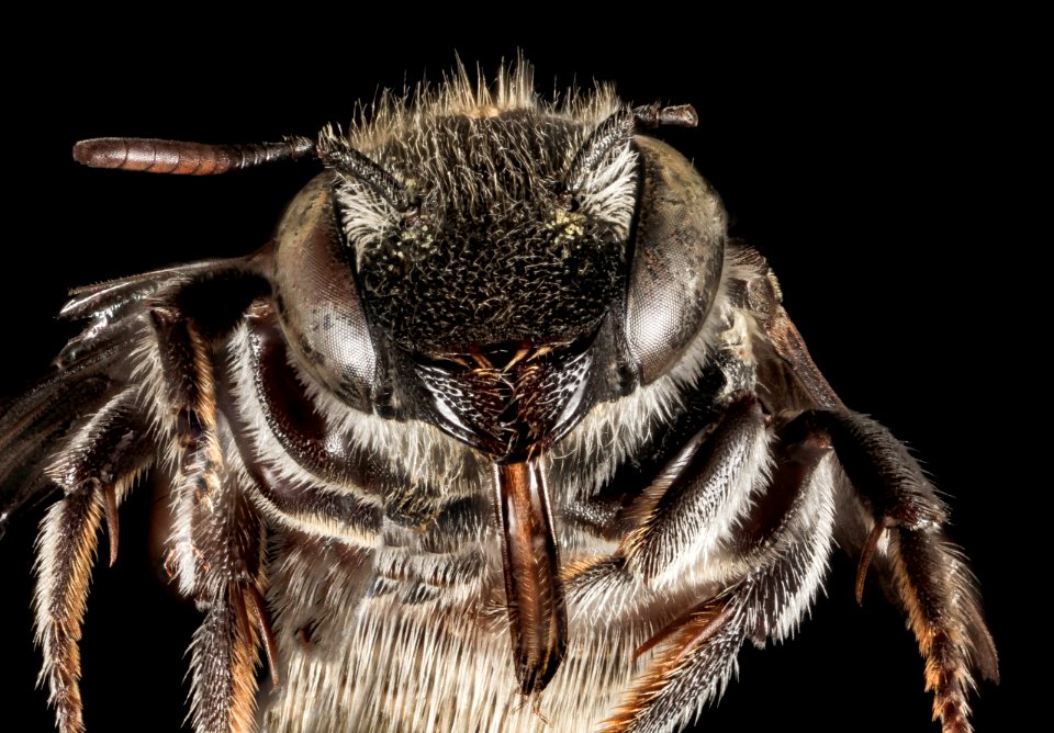 Osmia andrenoides, F, Face, Greece, Aegean Islands Lesvos Mytilene 2015-02-18-12.41.27 ZS PMax