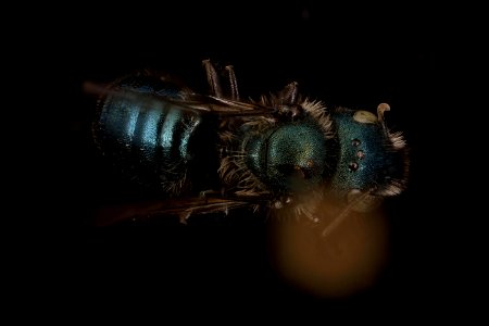 Osmia bakeri, back, maricopa, ca