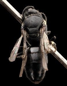 Hylaeus verticalis, f, back, NY, Esker Fen 2014-07-25-08.53 photo