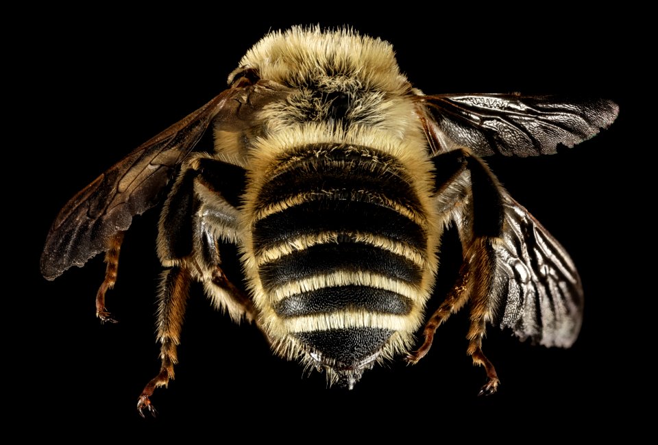 Hoplitis tigrina, M, Back, Greece, Aegean Islands, Lesvos, Sisil 2015-02-16-16.42.47 ZS PMax