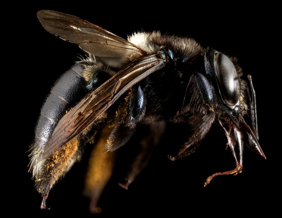 Xylocopa micans, F, Side, GA, Baker County 2015-02-03-16.28.17 ZS PMax