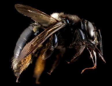 Xylocopa micans, F, Side, GA, Baker County 2015-02-03-16.28.17 ZS PMax