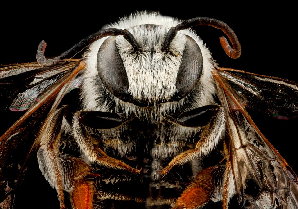 Nomia universitatis, M, face, South Dakota, Jackson County 2012-11-28-14.43.41 ZS PMax