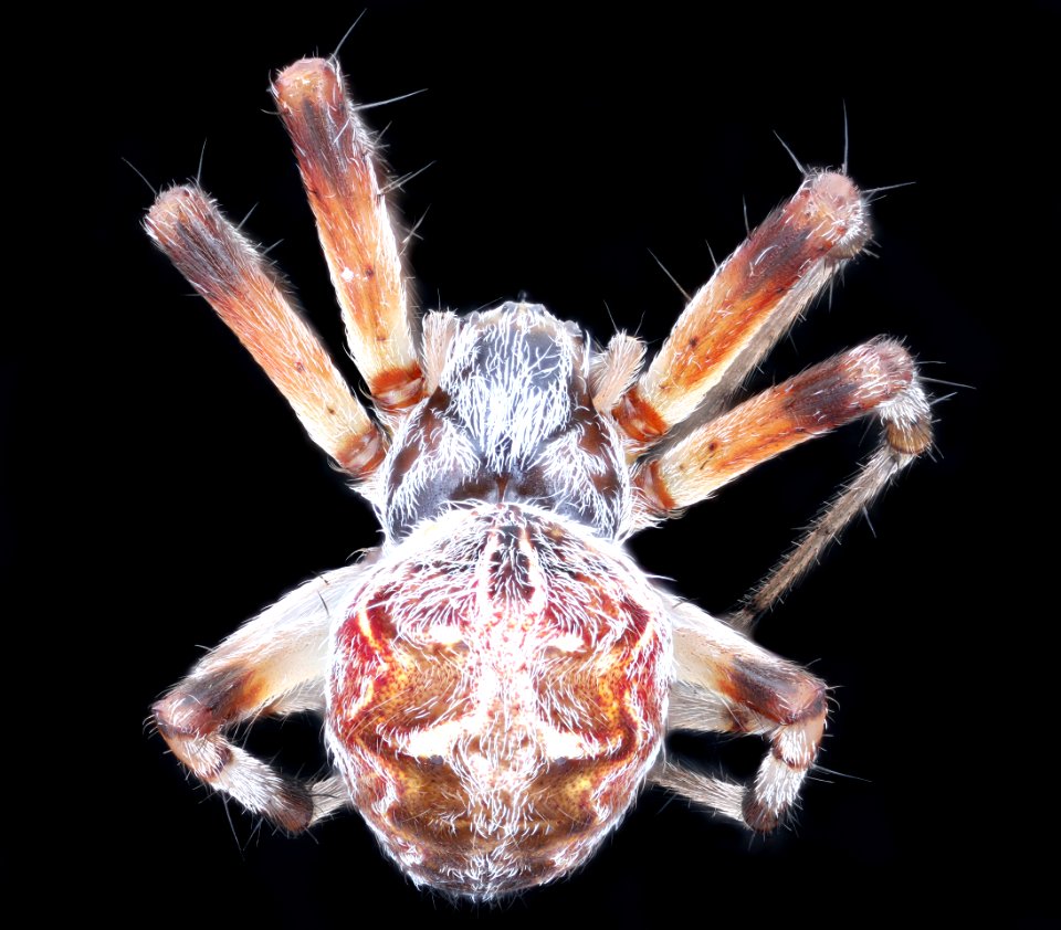 Cool spider, back 2020-08-17-19.05.00 ZS PMax UDR