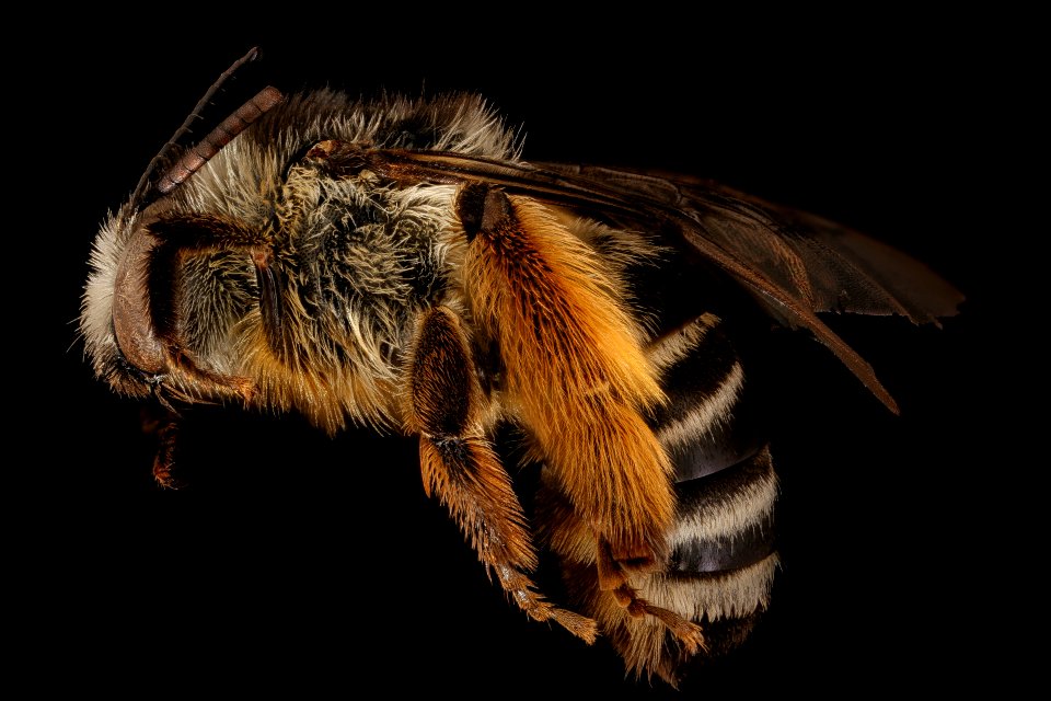 Melissodes subillatus, u, right, Cleveland, OH 2018-05-16-22.10.31 ZS