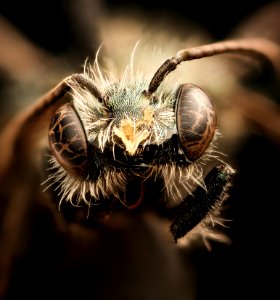 Osmia subarctica, u, face, Lambton co., Ontario 2017-08-03-17.01
