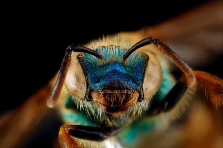 Agapostemon-splendens,-face 2012-06-25-14.16.09-ZS-PMax photo