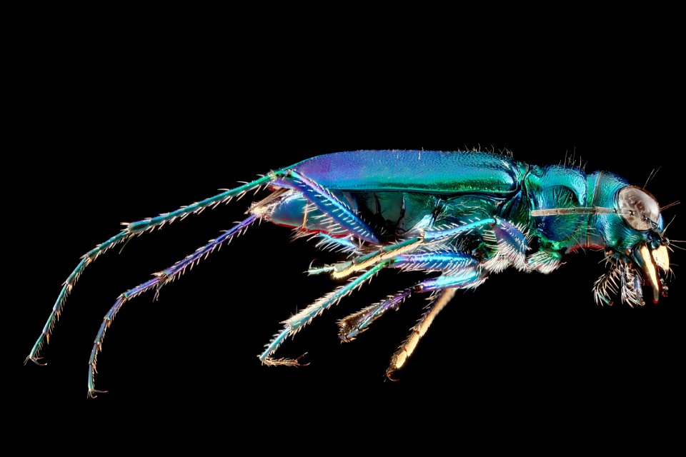 Cicindela sexguttata,-side 2012-06-18-17.55.12-ZS-PMax