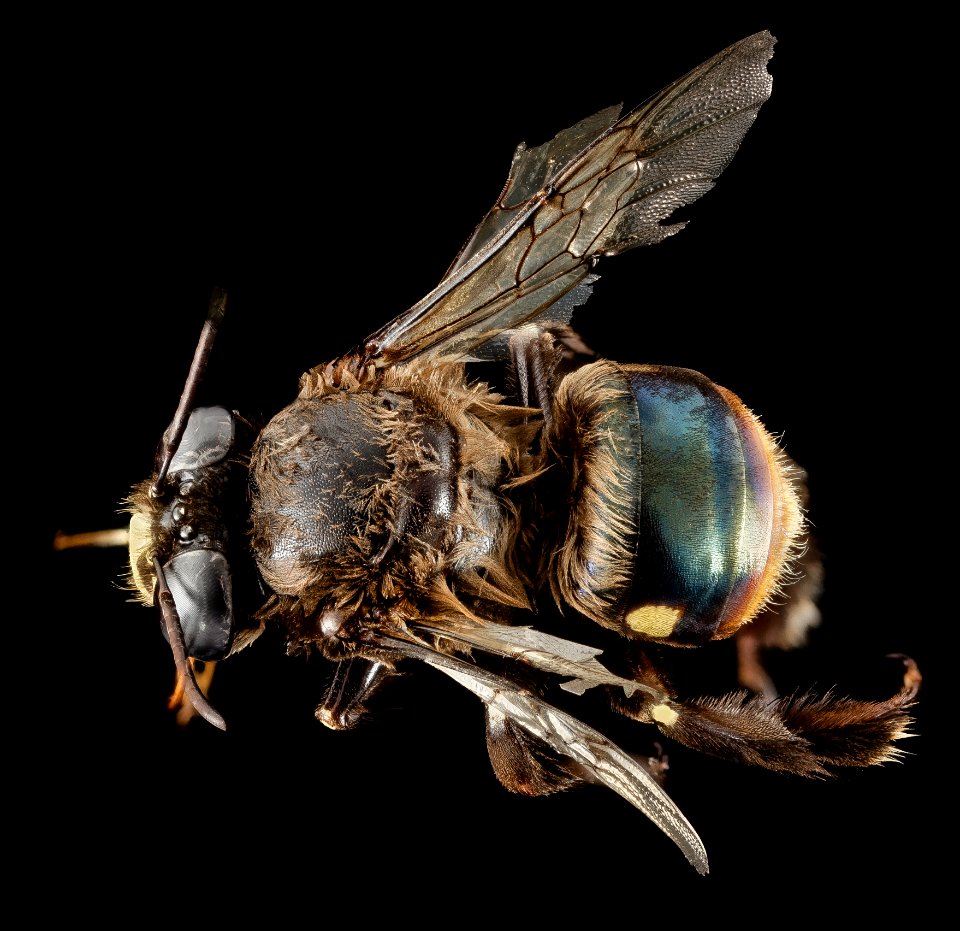 Centris haemorrhoidalis, M, Back, Puerto Rico, Yauco 2014-09-23-16.26.57 ZS PMax