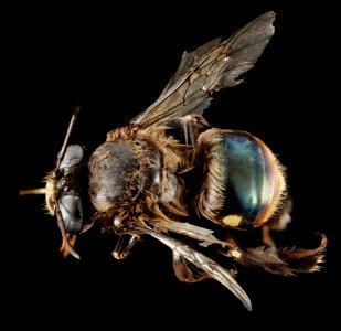 Centris haemorrhoidalis, M, Back, Puerto Rico, Yauco 2014-09-23-16.26.57 ZS PMax