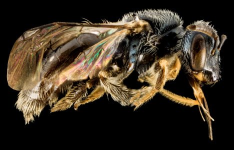 Perdita halictoides, F, Side1, VT, Chittenden County 2014-02-25-17.23.07 ZS PMax