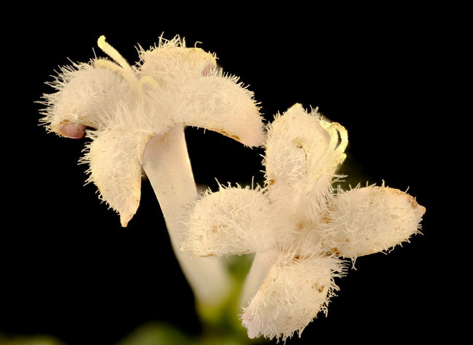 Mitchella repens, Partridgeberry flower, Howard County, MD, Helen Lowe Metzman 2017-06-20-14.38