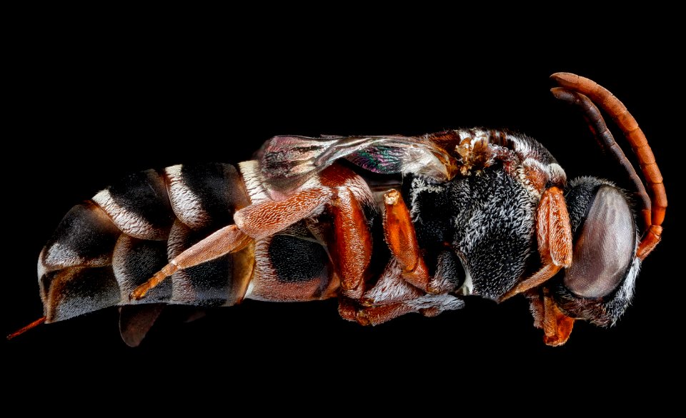 Epeolus zonatus, U, side, Georgia, Camden County 2013-02-14-14.49.14 ZS PMax