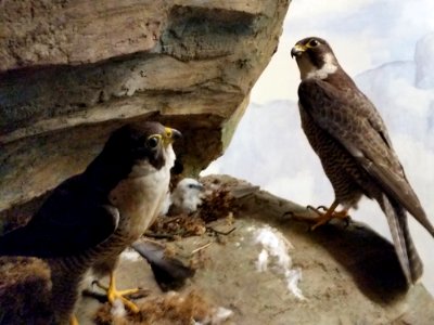 Falco peregrinus photo