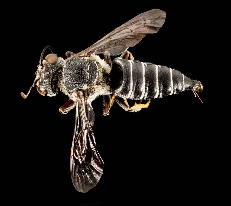 Coelioxys alternata, F, Back, Virginia, Franklin County 2014-12-05-15.46.40 ZS PMax