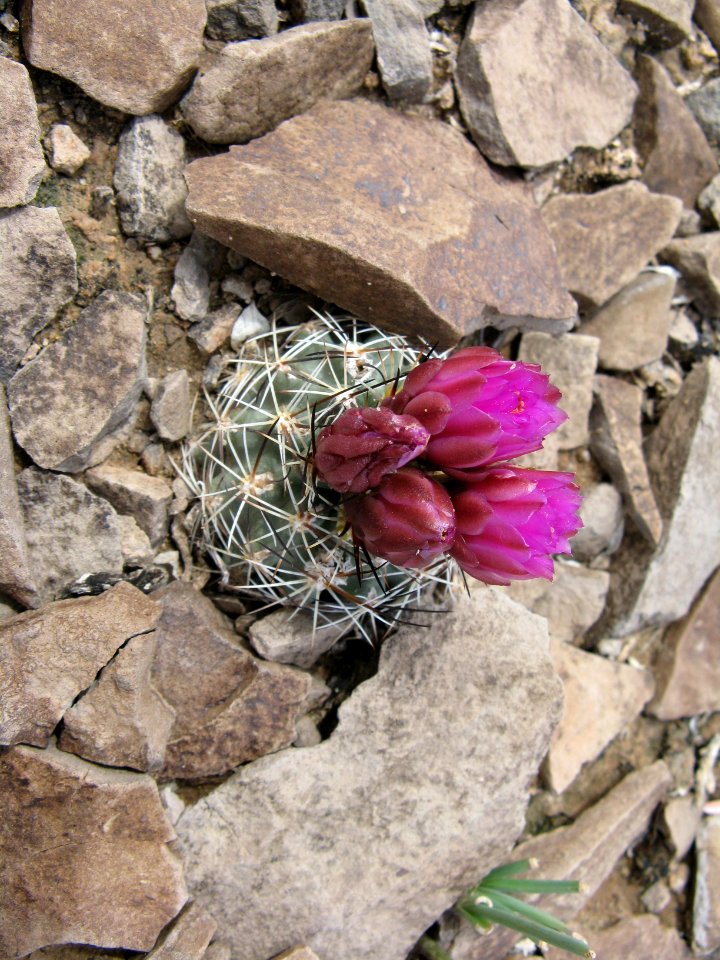 Pariette Cactus