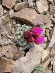 Pariette Cactus photo