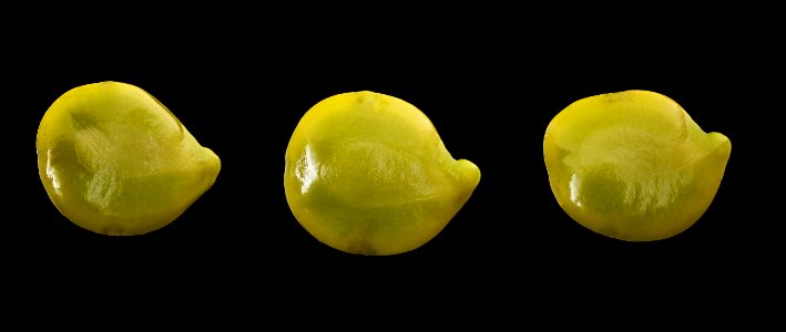 Senna hebecarpa, American senna, developing seeds, Howard County, Md 2017-09-28-19.15