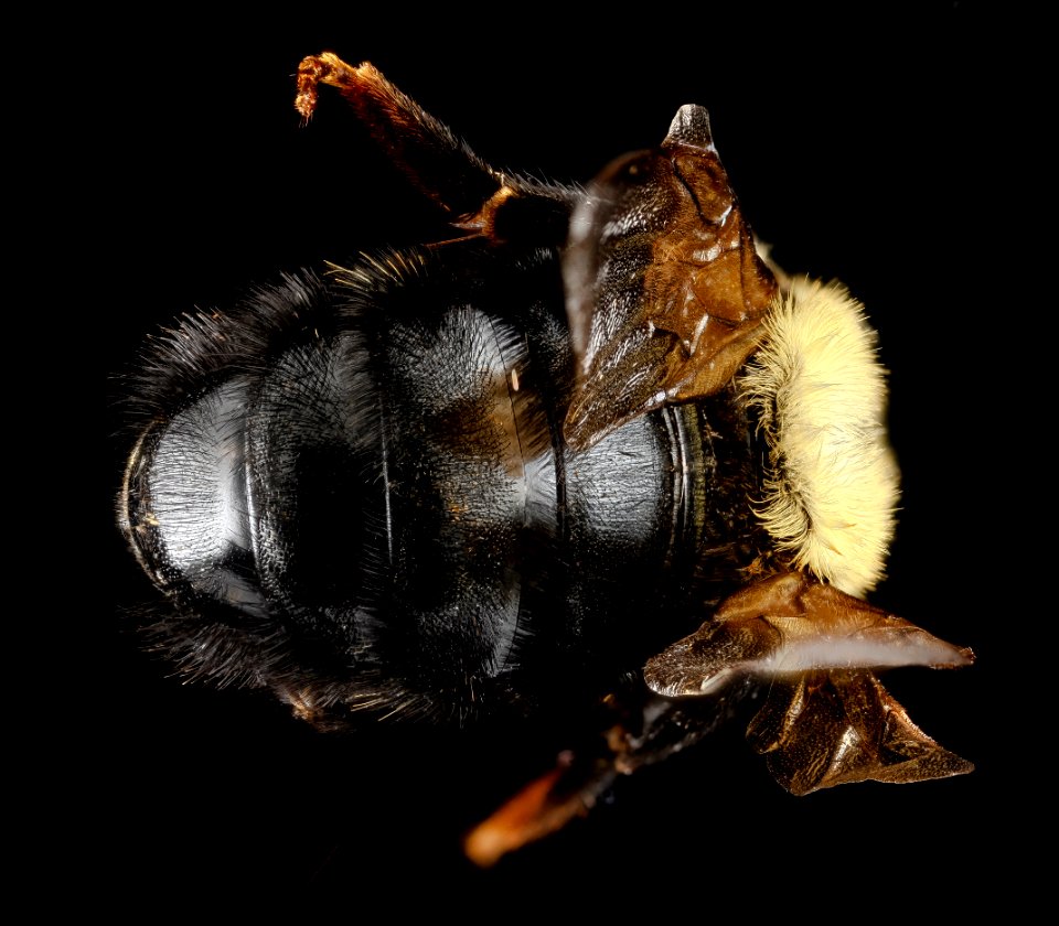 Bombus citrinus, U, back2, Maryland, Caroline County 2013-03-12-14.16