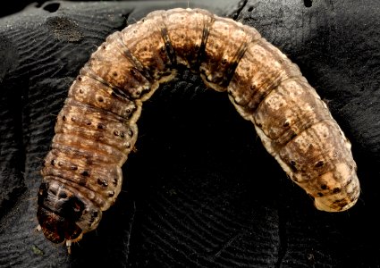 black cutworm, curled 2014-06-04-19.18.49 ZS PMax photo