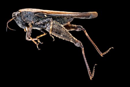 Grasshopper full body 2020-08-06-14.01.21 ZS PMax UDR