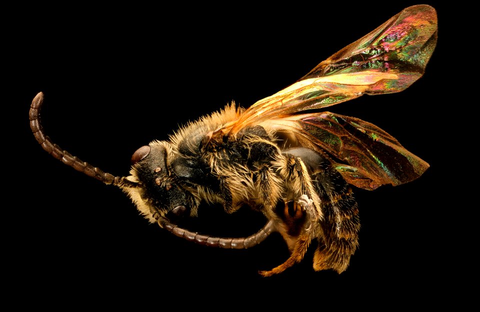 Andrena personata, m, left side, Charles CO., MD 2017-04-12-13.27