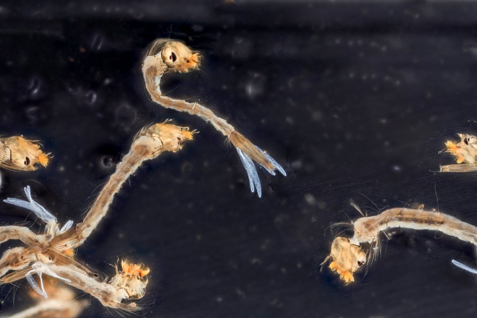 mosquito in quartz sanitizer photoshopped