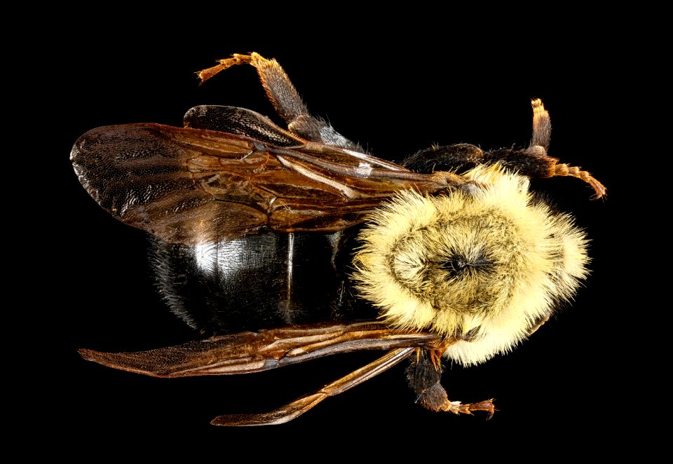 Bombus citrinus, U, back1, Maryland, Carolina County 2013-03-12-14.10