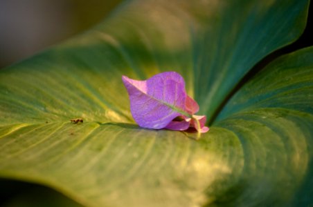 Pink on Green