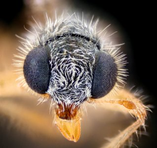 small wasp 2020-08-17-18.16.47 ZS PMax UDR photo