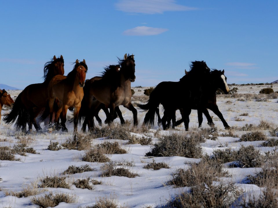 Sulphur Herd Management Area WIld Horse and Burro Gather 2017