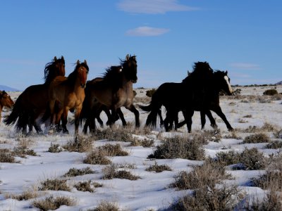 Sulphur Herd Management Area WIld Horse and Burro Gather 2017