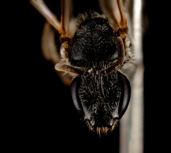 Lasioglossum pulveris, F, Face, WY, Lincoln County 2014-07-15-16.43