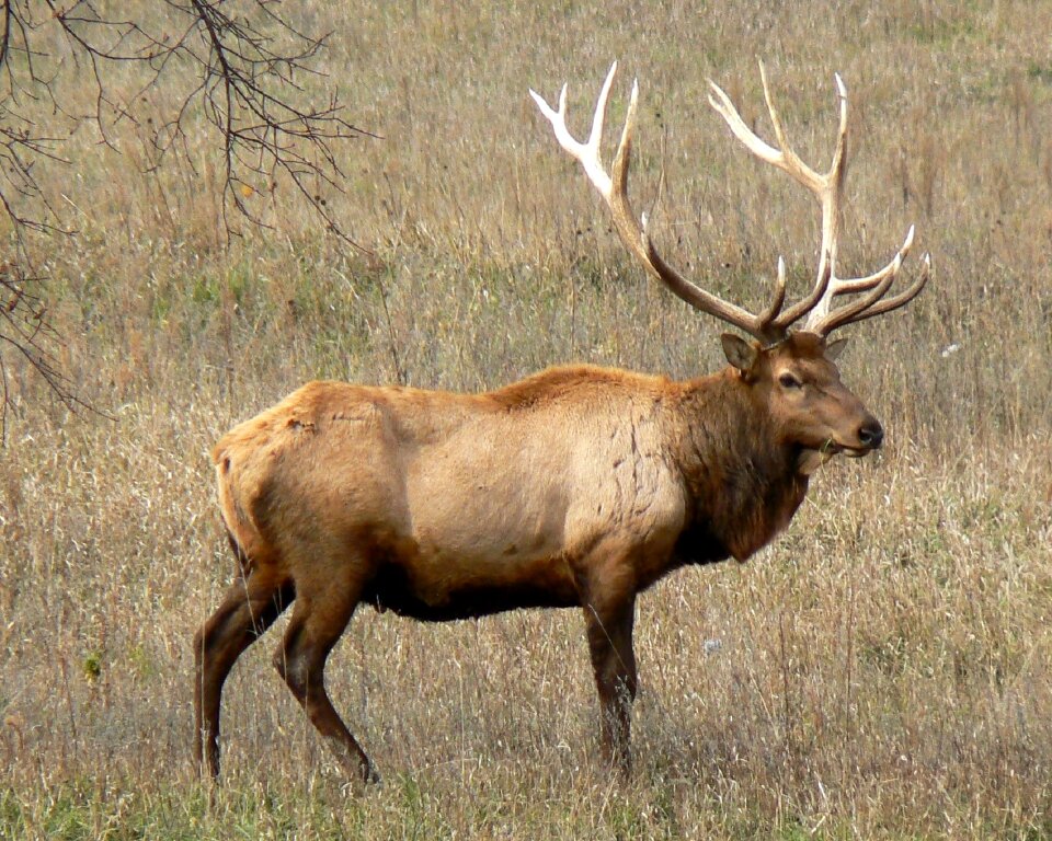 Nature portrait antlers