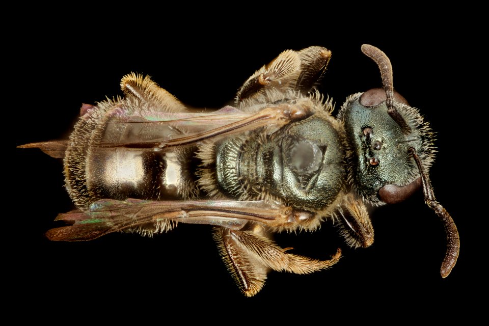 Lasioglossum callidum, F, Back, Charles County, Maryland 2014-10-08-10.38