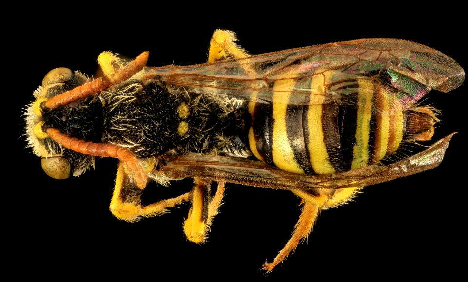 Nomada annulata, M, Back, OH, Washington County 2014-05-23-16.46.43 ZS PMax