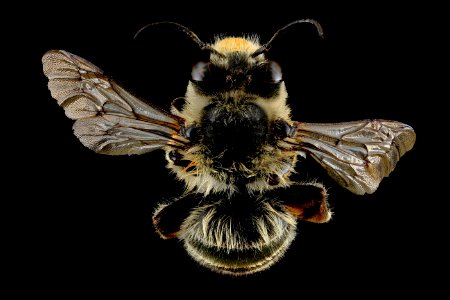 Anthophora terminalis, M, Back, PA 2013-06-26.15.35.25 ZS PMax photo